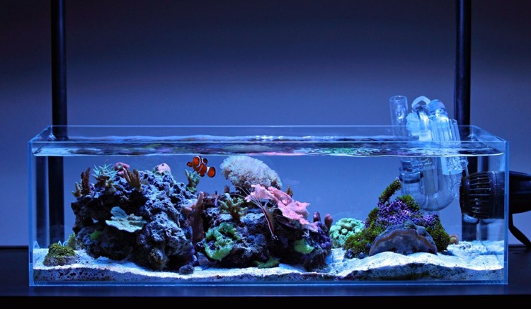 idee decoration aquarium poissons