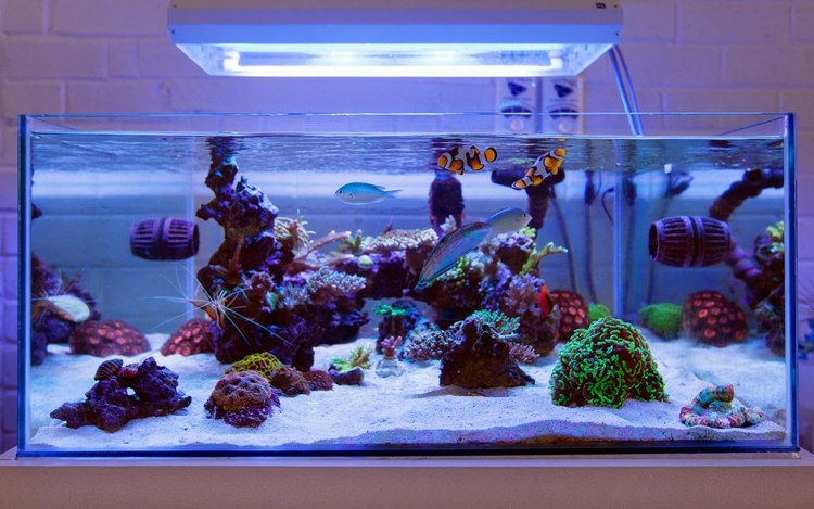 idee design petit aquarium eau