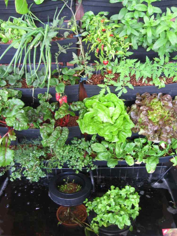 jardin vertical plantes vertes