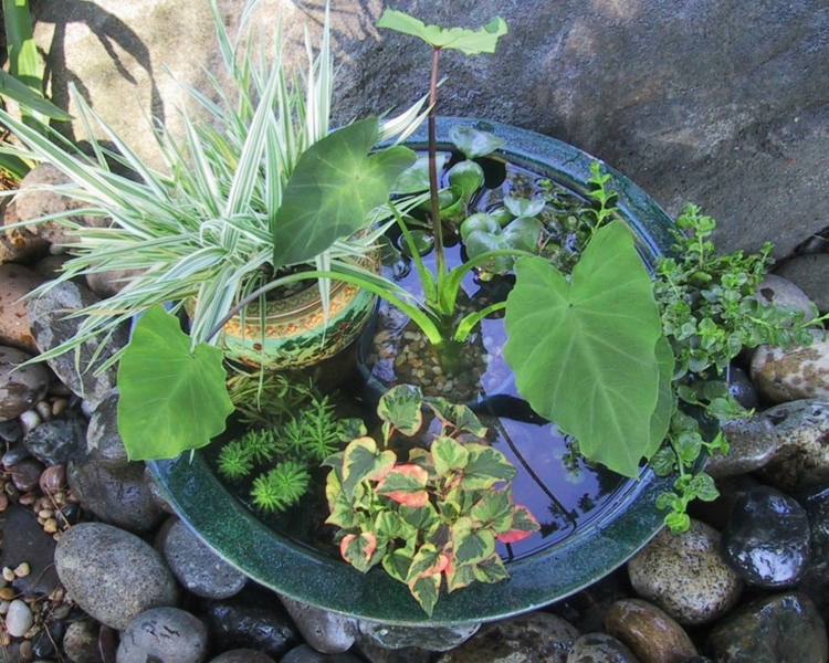 mini bassin jardin plantes aquatiques