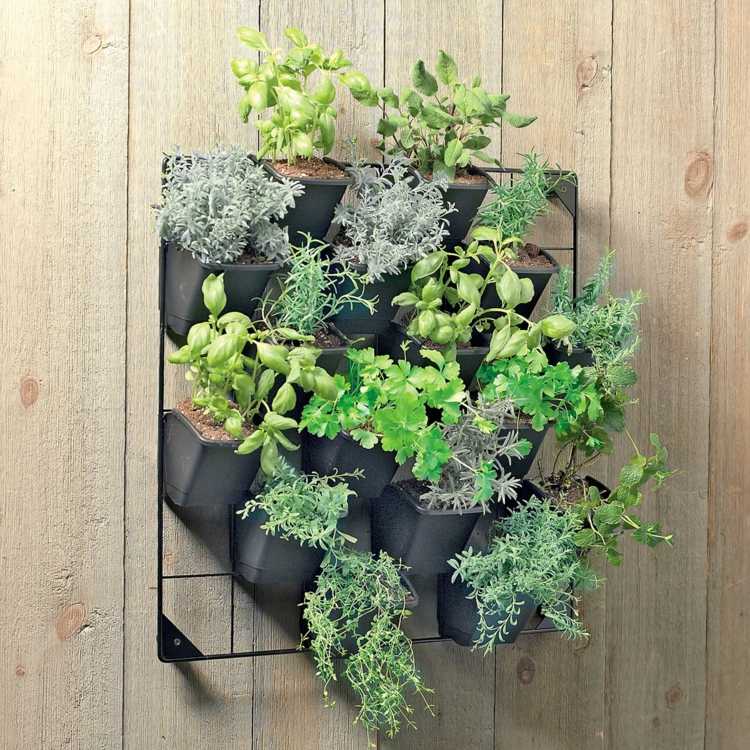 mur vegetal interieur plantes