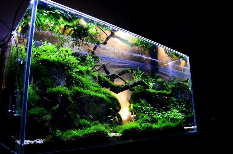 nano aquarium design moderne