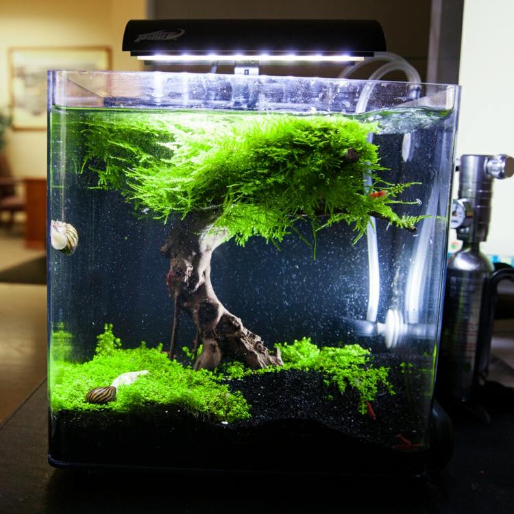 nano aquarium idee design