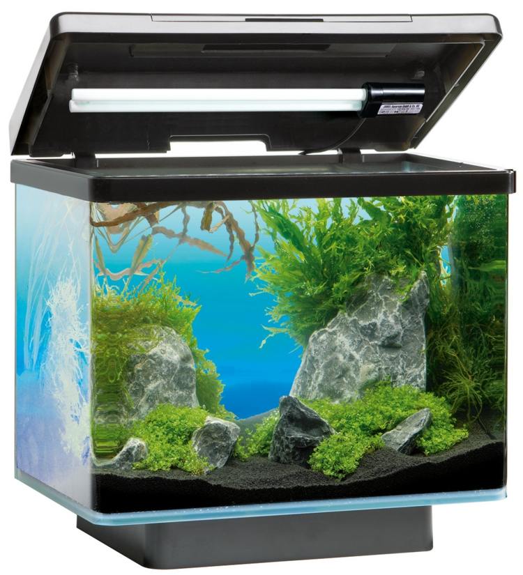 nano aquarium poissons design
