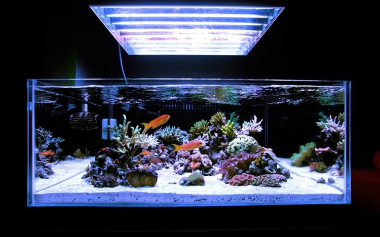 nano aquarium poissons moderne