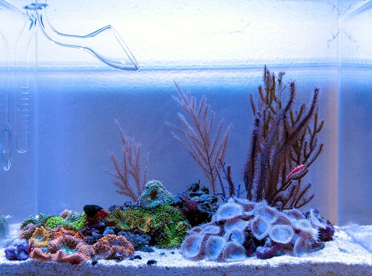 petit aquarium decor marin