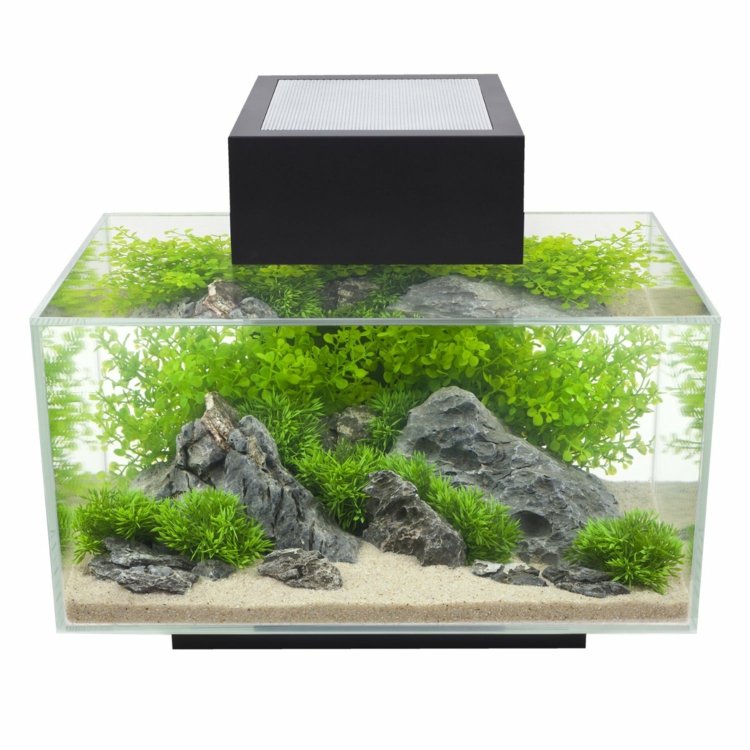 petit-aquarium-poissons-eau