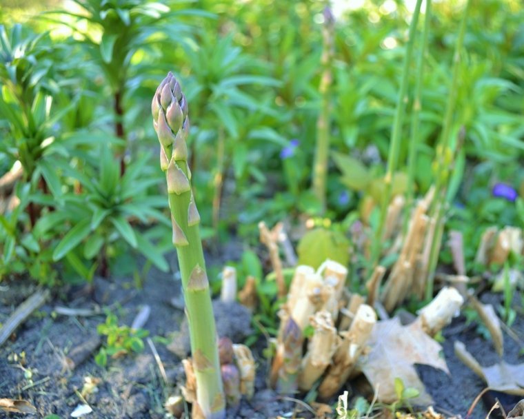 plantes vertes d'intérieur tropical asparagus