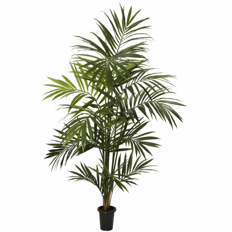 plantes vertes intérieurs kentia palme pot de fleur