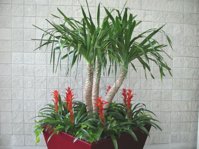 plante verte intérieur palme