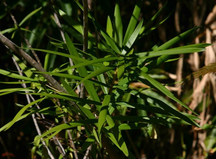 plante verte d'intérieur dracaena plante tropicale