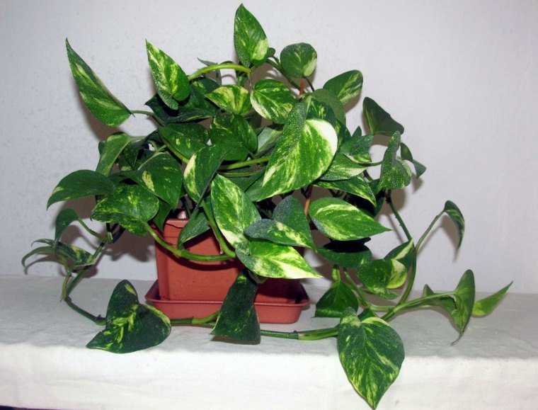 plante intérieur verte pot de fleurs epipremnum