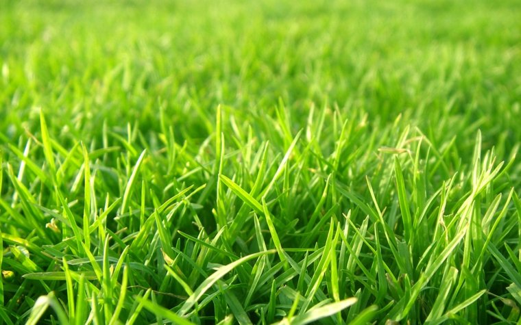 gazon vert conseils entretien pelouse