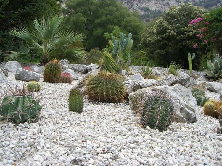gravier blanc jardin cactus