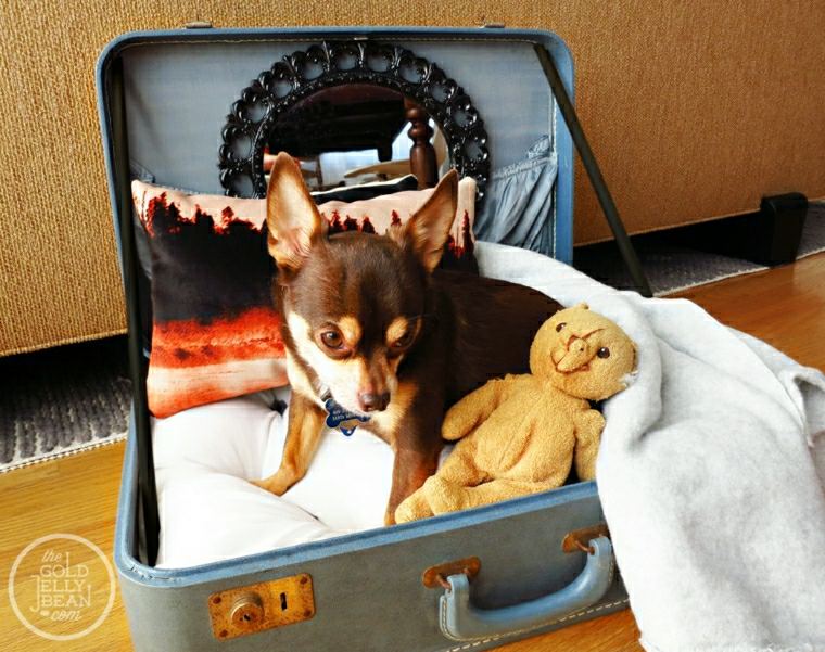 idée recyclage panier pour chien pas cher valise 
