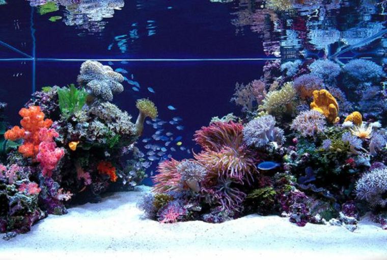 déco aquarium corail plante pierre fond 