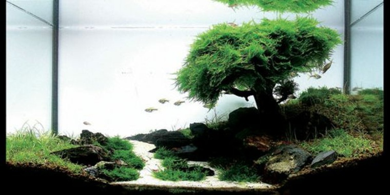 aquarium déco bonsai arbre idée pierre fond d'aquarium décoré