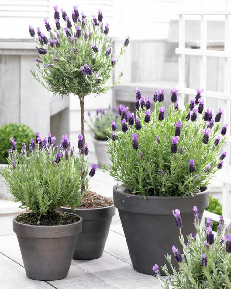 decoration terrasse moderne plante extérieur pot