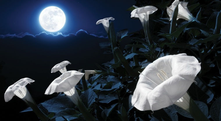 jardinier avec la lune idée plante lune croissante décroissante cultivé semer 