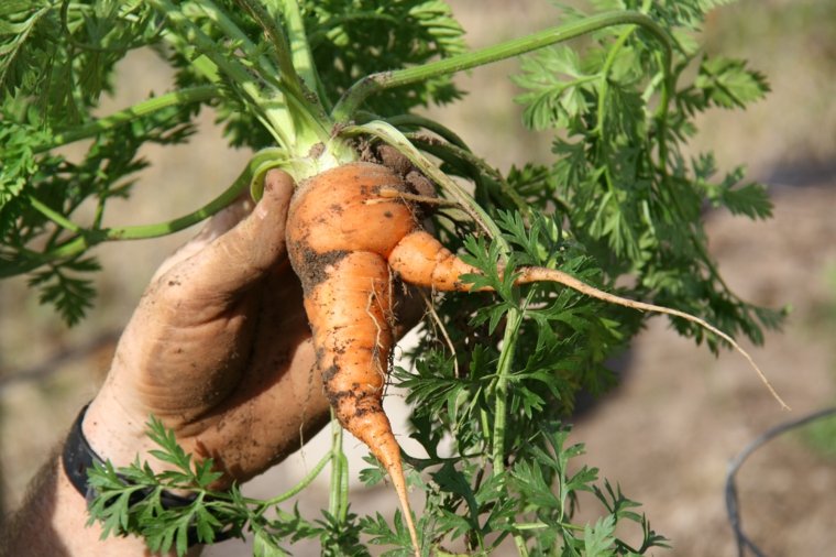 jardin calendrier lunaire idée cultiver lune carottes racine favorable 
