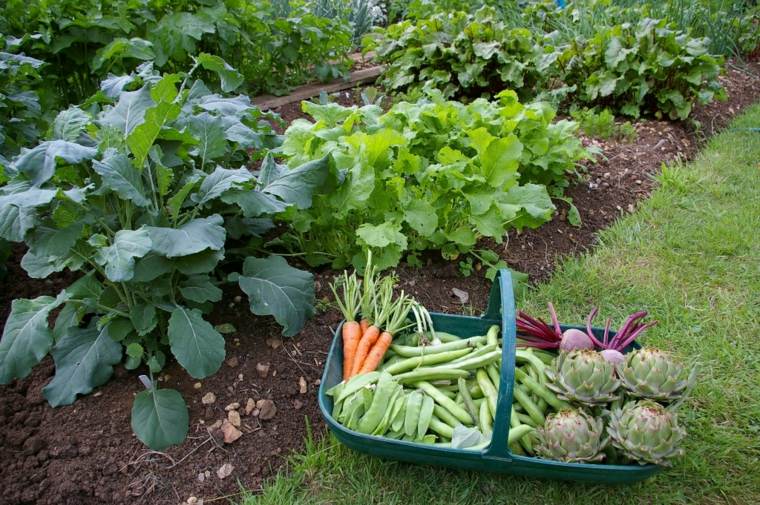 plante jardin idée calendrier lunaire cultiver légumes 
