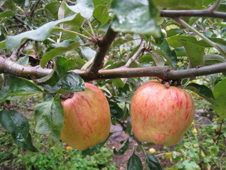 cultiver jardin pomme arbre idée calendrier lune jardinier avec la lune