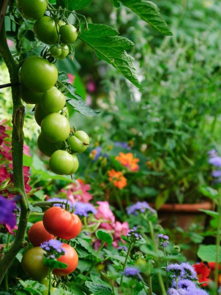 tomates idée cultiver jardin calendrier lunaire pot de fleurs jardinier avec la lune