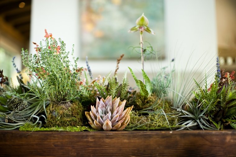 photo art floral pots de plantes grasses