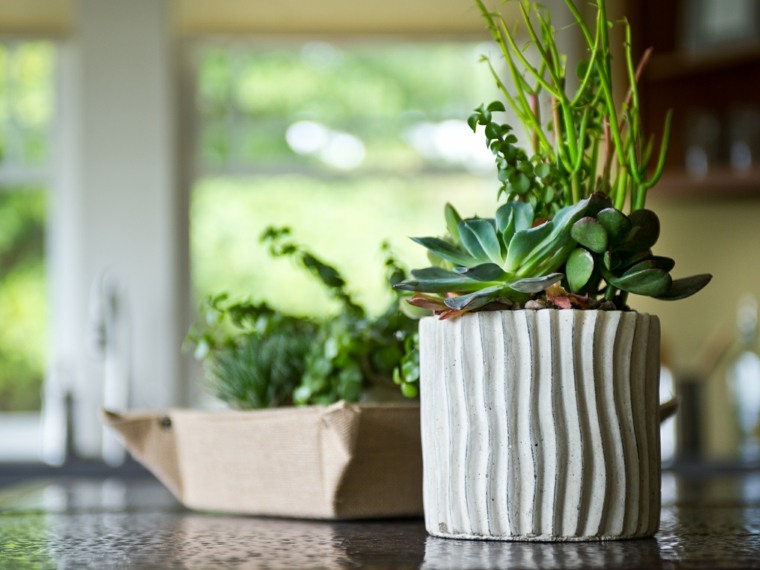 plantes succulentes pot deco table