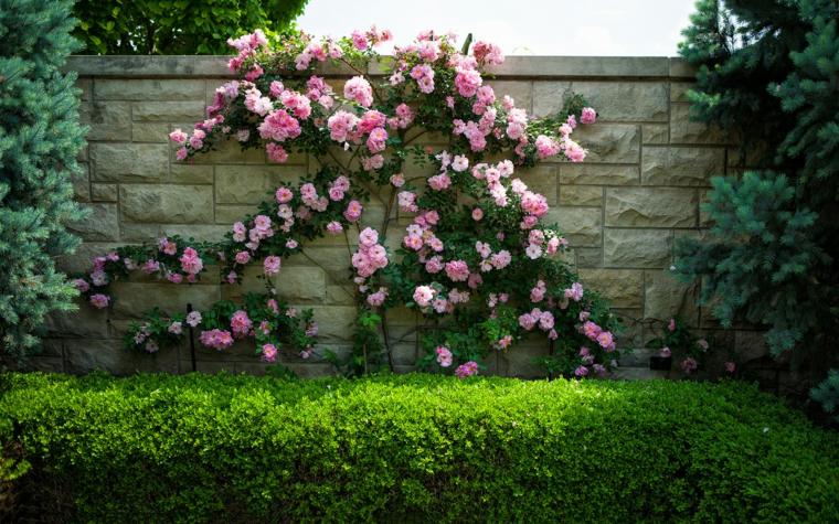 clôture de jardin deco fleur roses