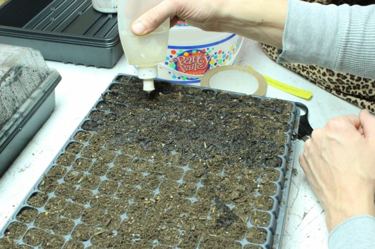 idee petite serre semis germination