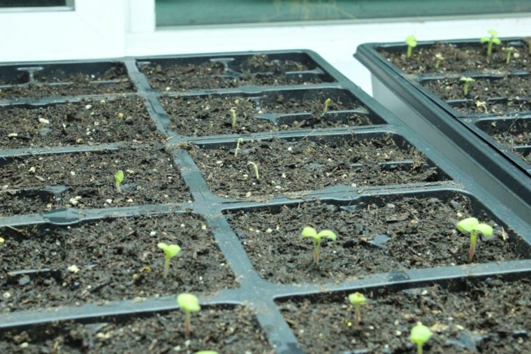 photo petites serres plantes bricolage pas cher tomates