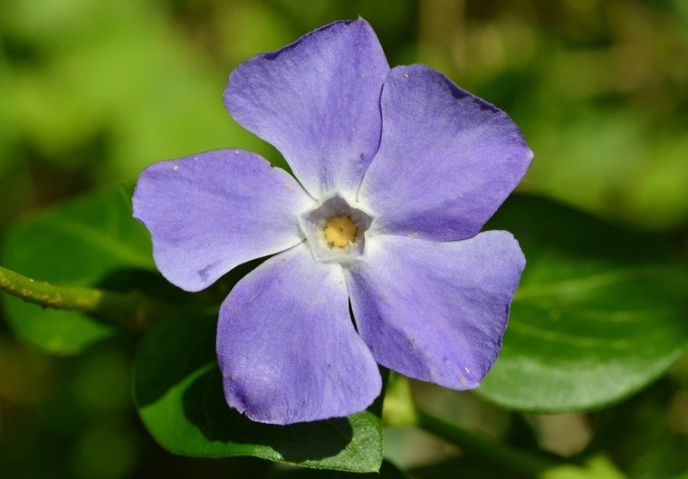 plante ombre vivace idée pervenche violette fleur jardin