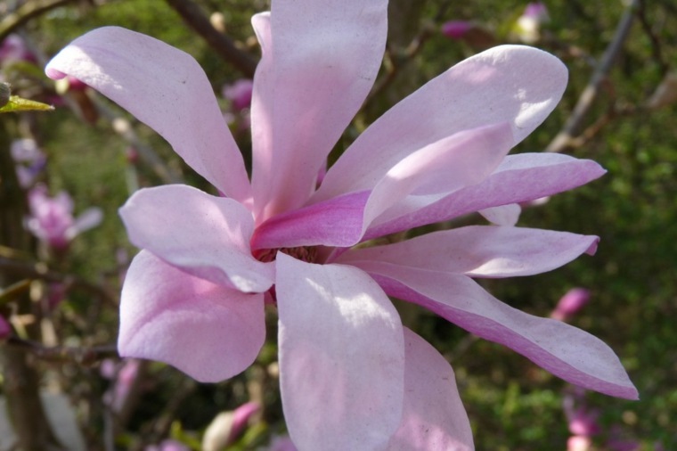 magnolia heavent scent