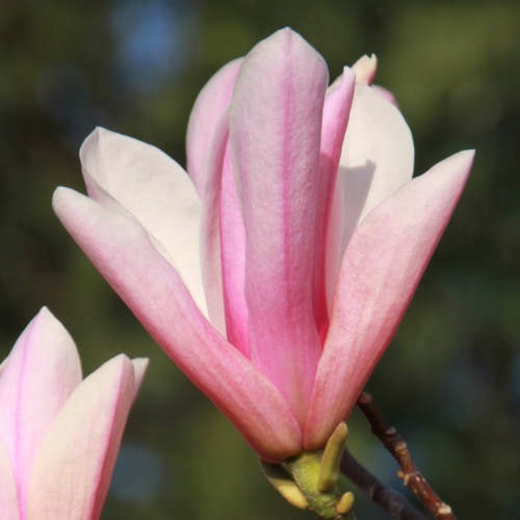 magnolia rose jardin plante ombre rose