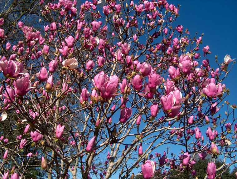 plante ombre rose arbuste arbre magnolia rose jardin