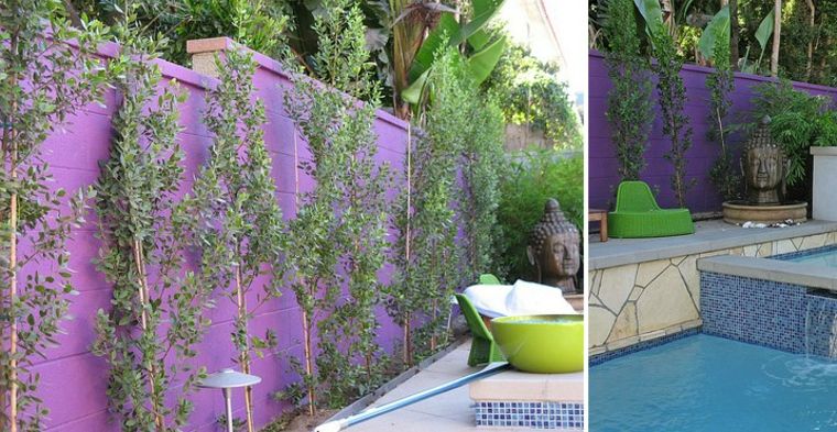 plante brise vue pour orner mur violet