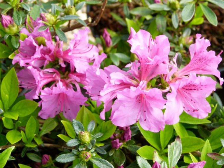 azalée japonaise rose idée arbuste plante ombre jardin