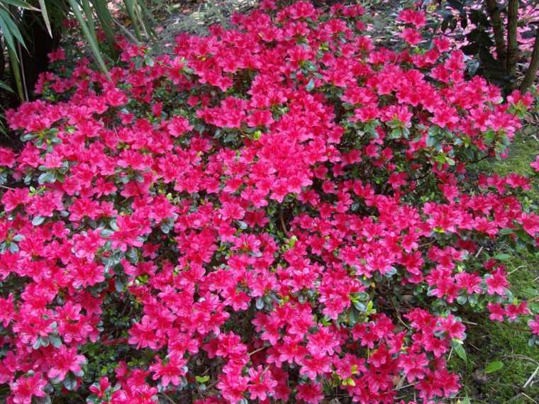 azalée japonaise rose jardin plante arbuste ombre cour 