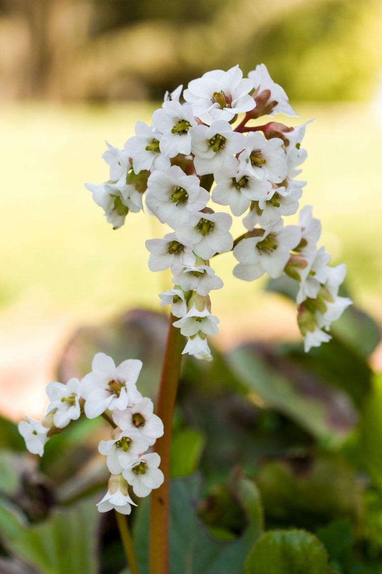 bergenia blanche plante ombre jardin 