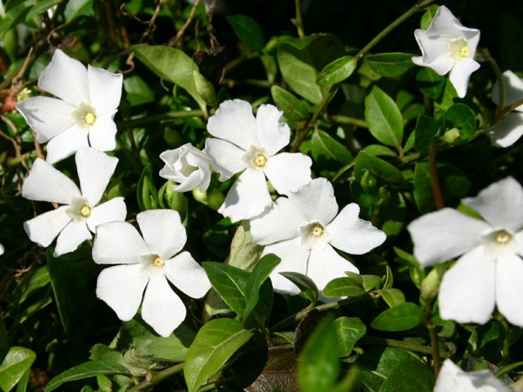 plantes ombre pervanche blanche idée cultiver jardin