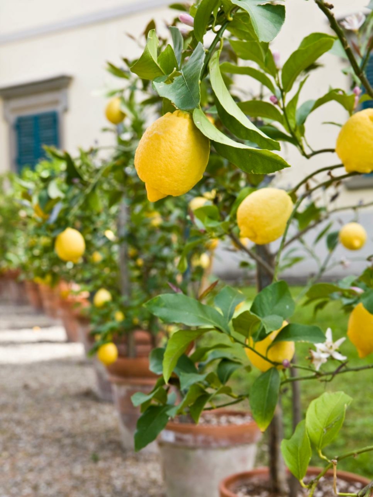 citron balcon potager pousser idée fruits 
