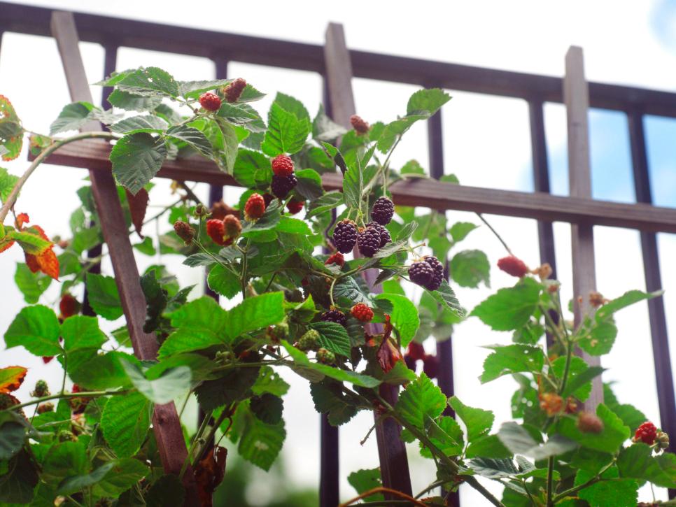 fraises balcon cultiver idée terrasse aménager bois murailles 