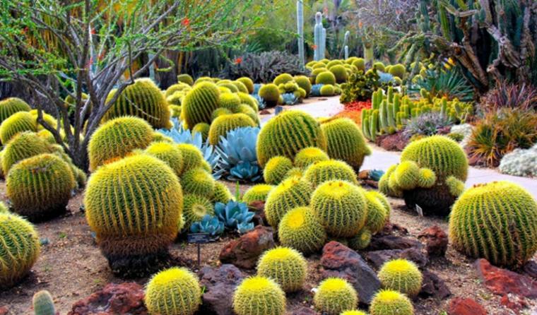 cactus plantes grasses extérieur jardin moderne