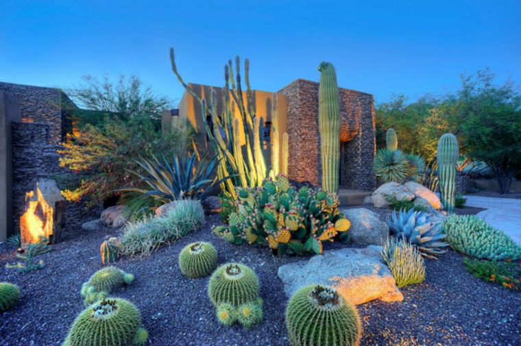 plantes exterieur cactus jardin gravier succulents