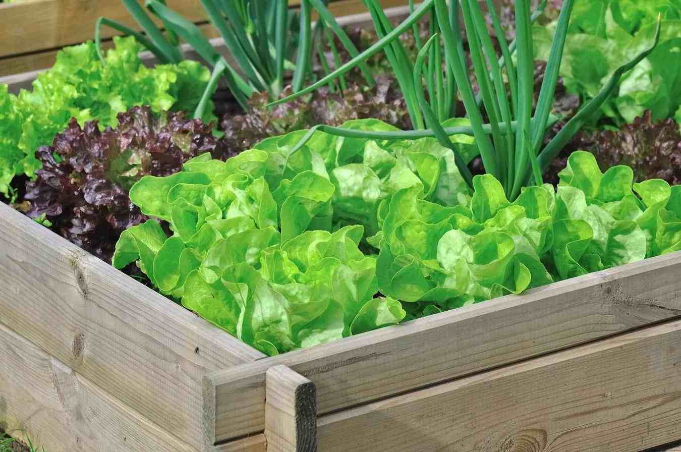 potager sur balcon salades idée extérieur légumes