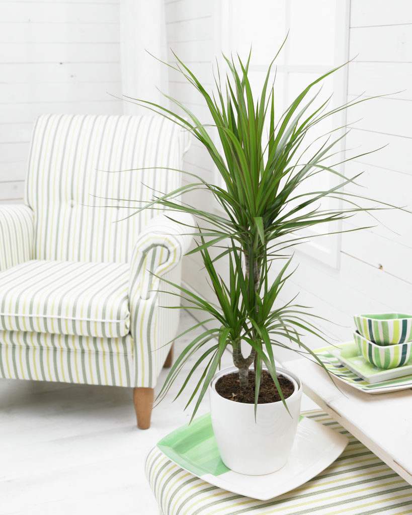 dracaena marginata plante intérieur plante appartement facile 