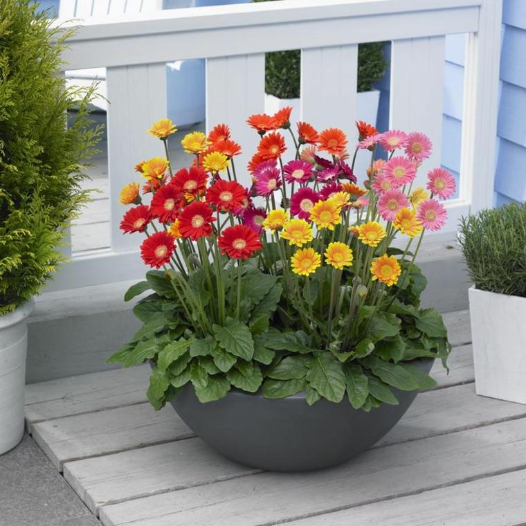calendrier jardinage fleurs en pot plantes jardin facile entretien fleurs