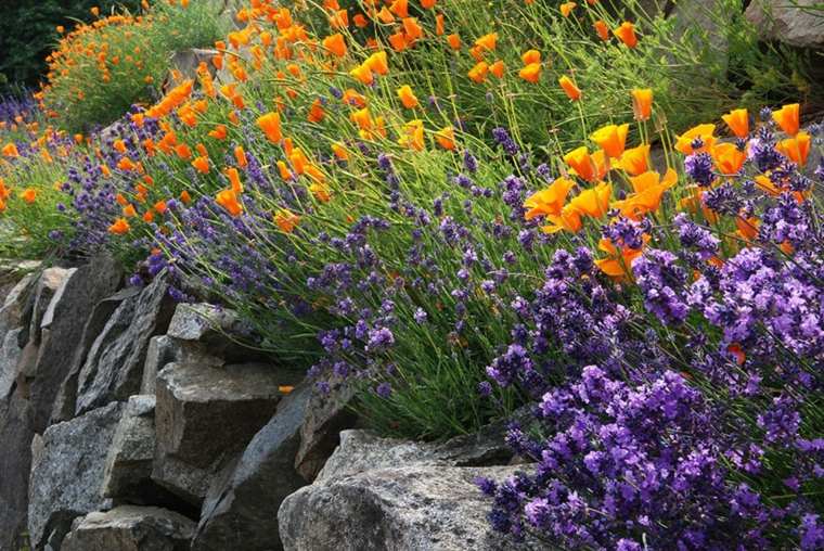 amenagement-jardin-exterieur-mediterraneen-fleurs-plantes-lavende-fleurie