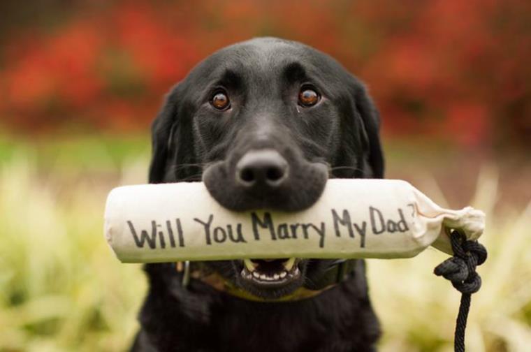 demande-en-mariage-aide-chien-inscription